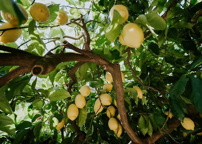 Il Giardino Dei Limoni