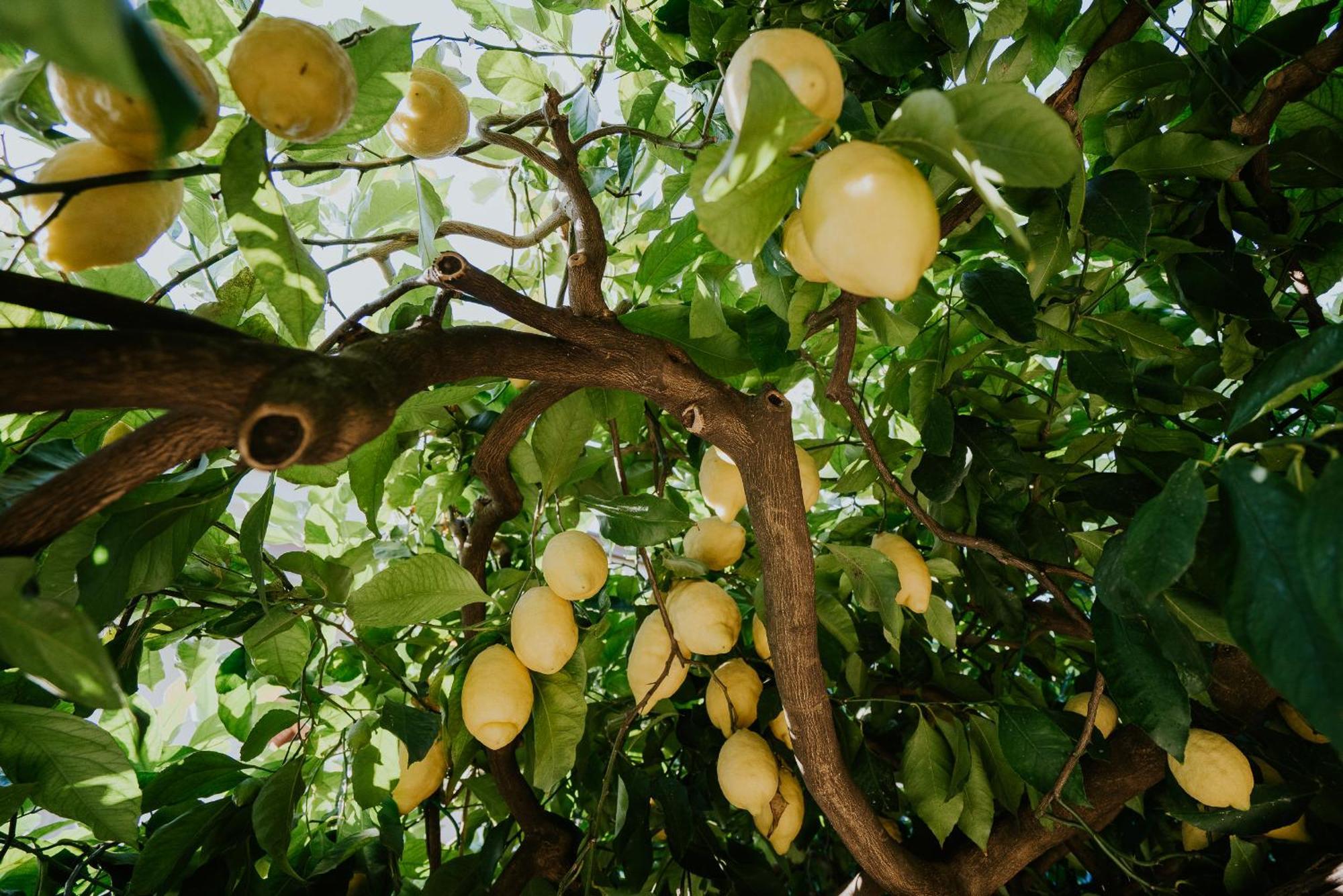 Il Giardino Dei Limoni Appartement Polvica