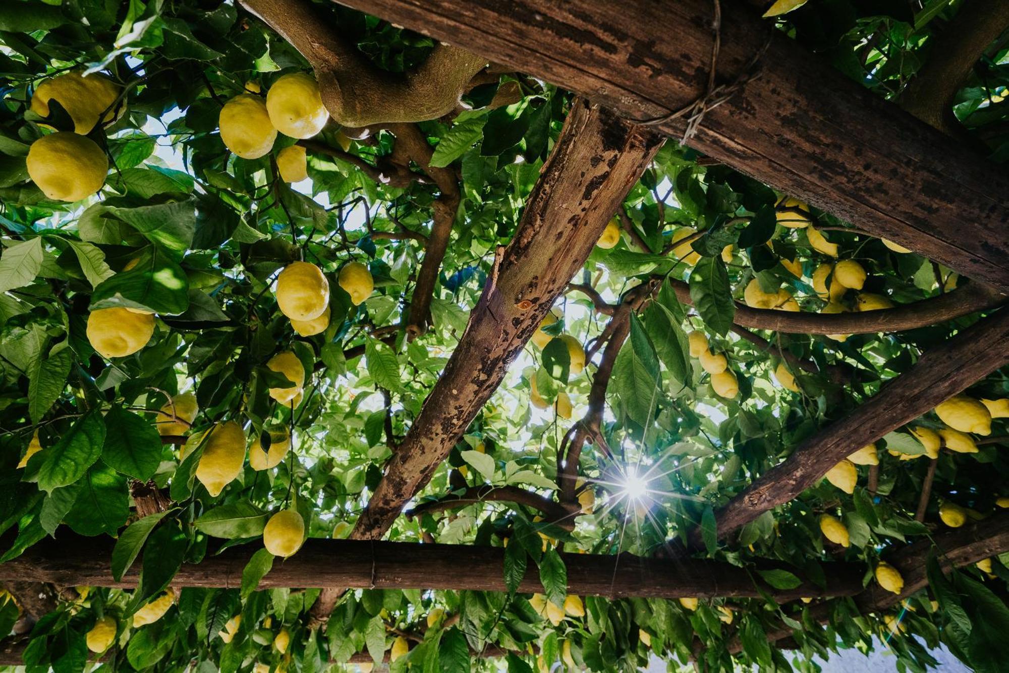 Il Giardino Dei Limoni Appartement *